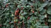 Harmless to Bees, Fatal to Pests: JMP.S Enables 10-Fold Yield Increase in Goji Berry Farming